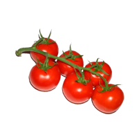 TOMATE COCKTAIL RAMA