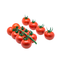 tomate rama
