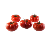 Tomate rebelion
