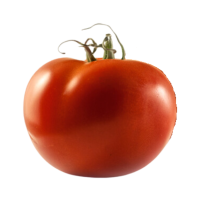 Tomate redondo clasico