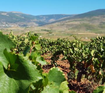 cortijo el cura 2