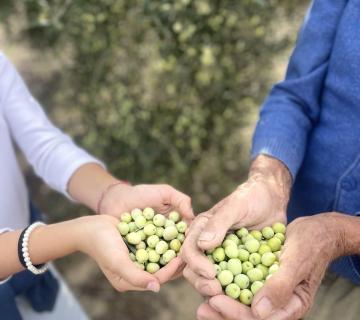 aceitunas